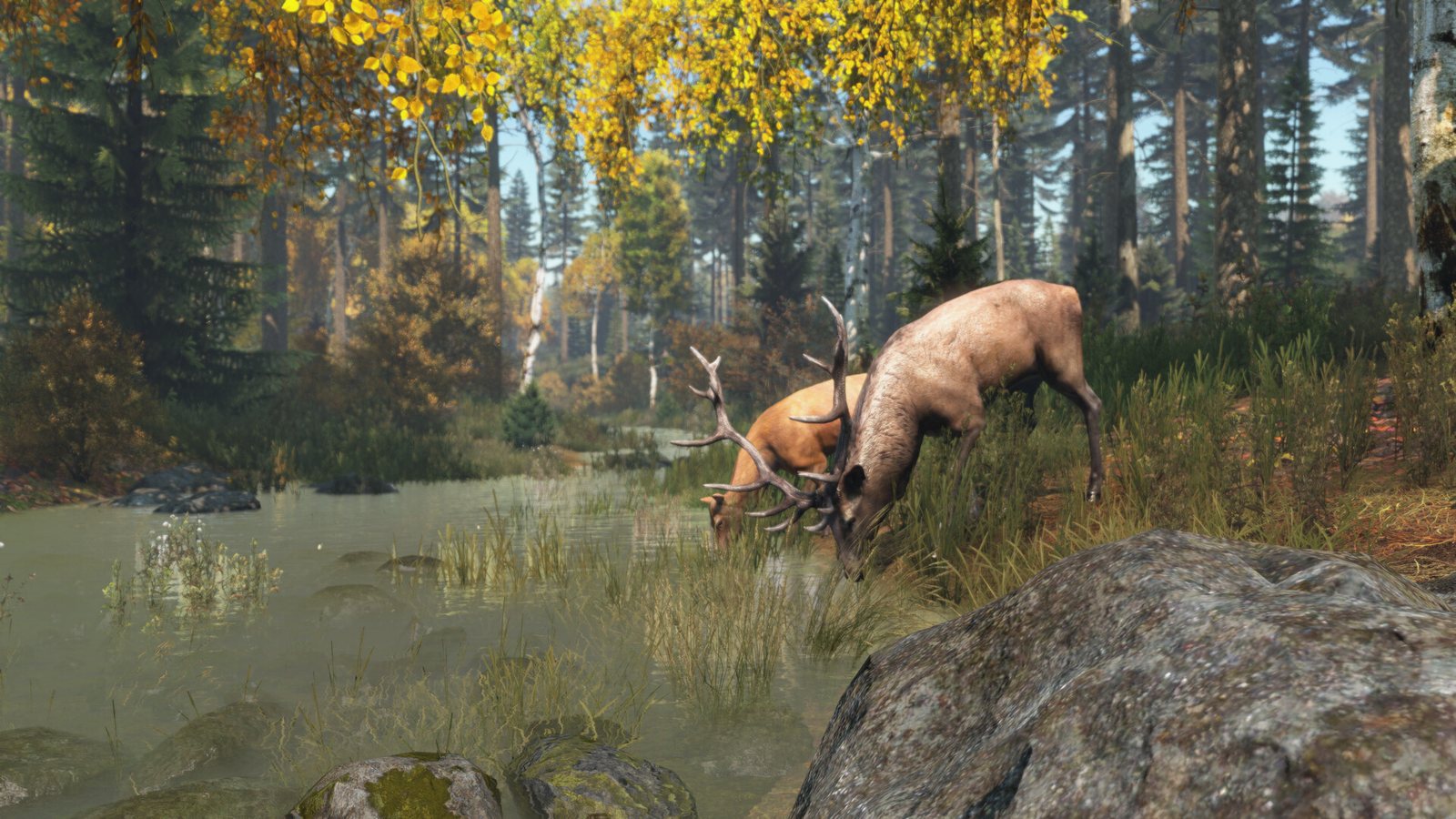 Deer drinking at a forest stream in DayZ, the kind of quiet spot traders get placed near